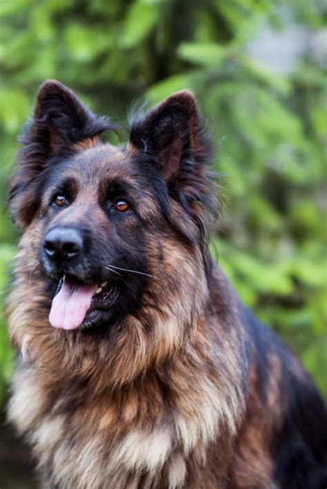 Long Haired German Shepherds For Adoption Meet Friday Long Haired