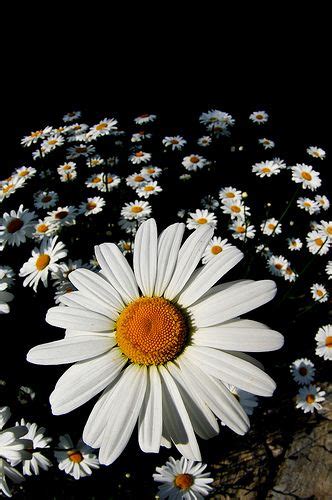 Daisys Nature Photography Flowers Flowers Photography Beautiful Flowers
