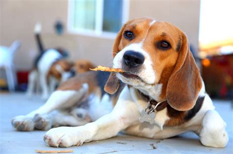 Pin By Jugne On B Beagle Puppy Cute Beagles Beagle