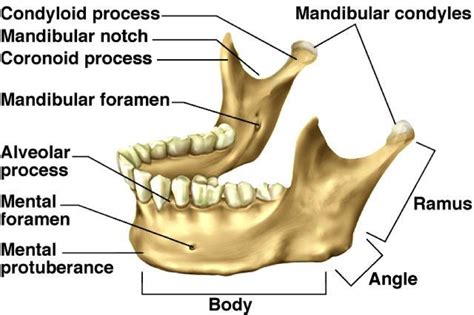 Mandibular Notch Bone Anatomy