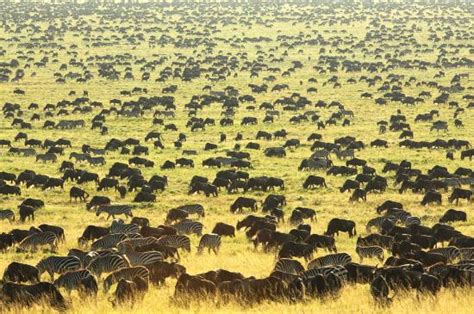 African Paradise Safaris Nairobi 2021 All You Need To Know Before