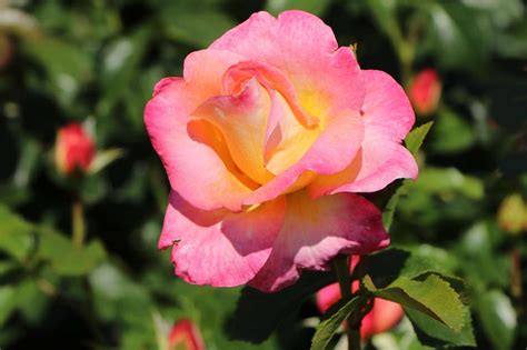 Edelrose Inspiration ® Finde Deine Neue Rose Online Ratgeber