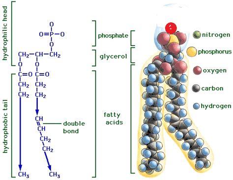 Introduction Common Macromolecules Lipids And Biomembranes Learn