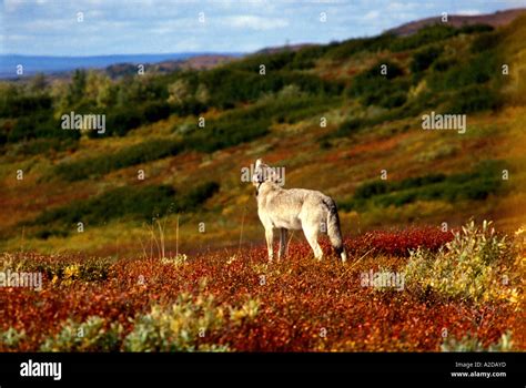 Mw 46 Denali Howling Gray Wolf Stock Photo Alamy