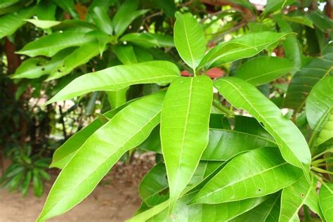 Mango Leaves Health Benefits Uses And Side Effects Glowy Dowy