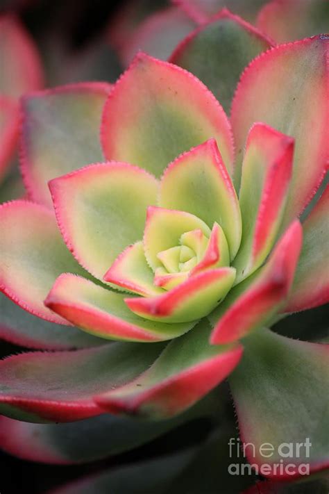 Pink And Green Succulent Overall Thing About The Flower Pinterest