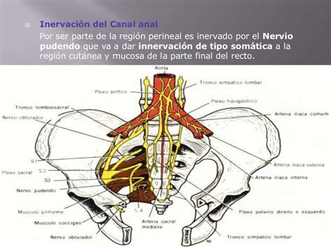 Anatomia Recto Y Ano