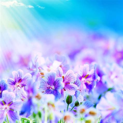 Purple Flowers Ipad Air Wallpapers Free Download