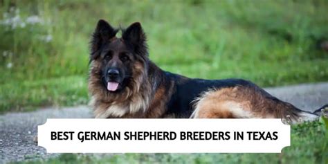 6 Best German Shepherd Breeders In Texas 2024