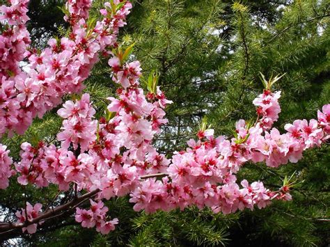 Peach Blossoms Flowers Spring Blossom Blossom Trees