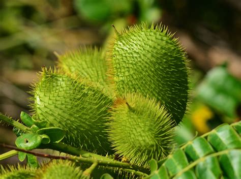 Unique Fruit The Green Spiky Fruit