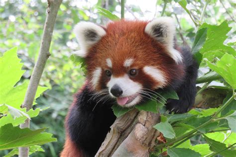 Cutest Red Panda Ever Up A Tree Columbus Zoo Aww