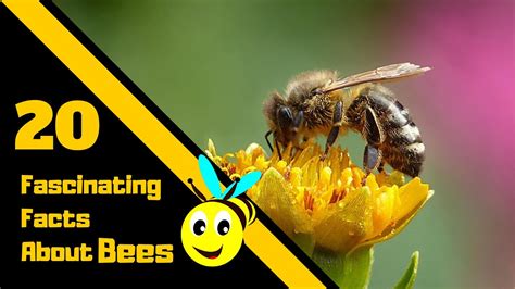 20 Fascinating Facts About Bees Youtube