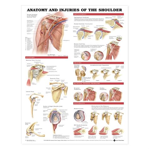 This 6th edition of anatomy: Anatomy and Injuries of the Shoulder Anatomical Chart - The Physio Shop