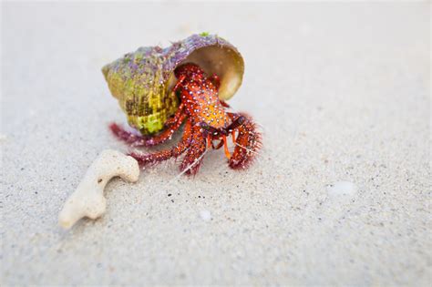 Hermit crabs do not develop their own shells so they steal their homes from snails, or gastropods, to protect their soft abdomens. 100 Super Cool Names for Your Pet Hermit Crab That Sound Awesome