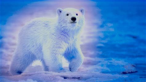 Polar Bear Hd Wallpapers