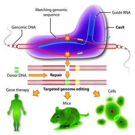 The Age Of Gene Editing Everything You Need To Know About Crispr Cas9