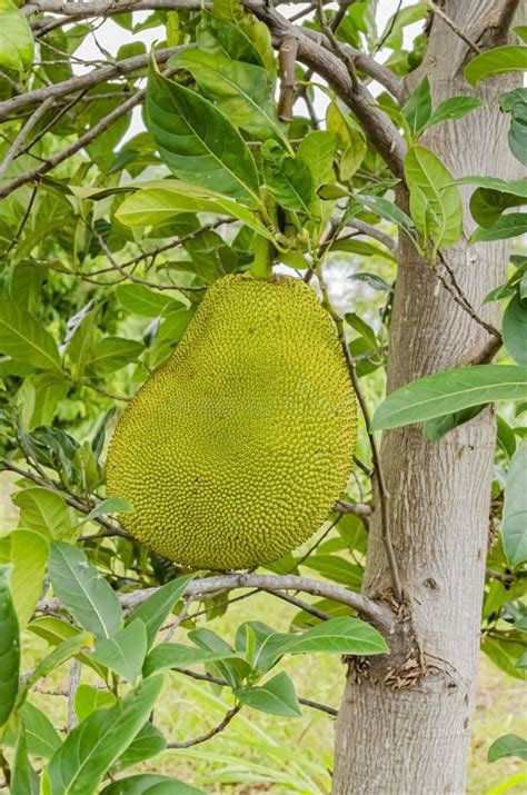 Growing Jackfruit On Its Tree Stock Photo Image Of Rosids Fruit