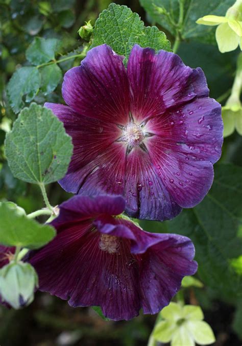 If they are located in a windy spot, you must stake them to avoid them bending over. Hollyhock (Alcea rosea) 'Halo Purple' - Buy Online at ...