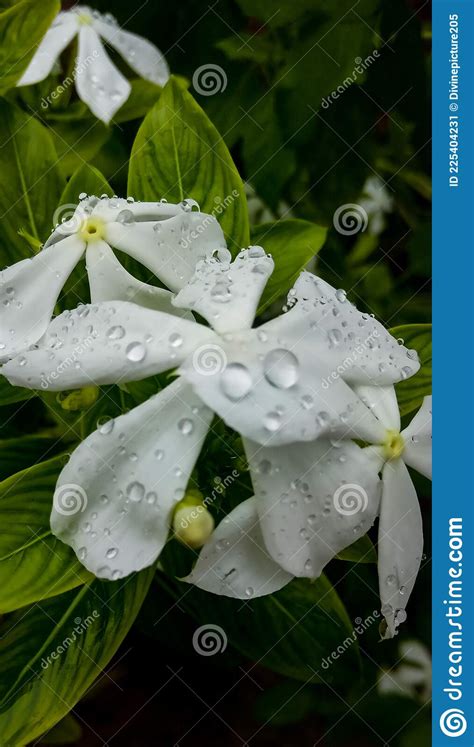 White Flower With Water Droplets Stock Image Image Of Petals Budding