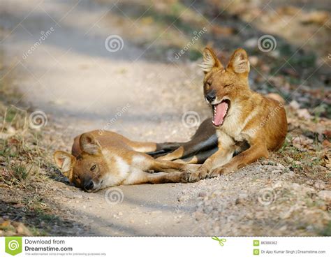 A Pair Of Dhole Stock Photo Image Of Indian Animalia 86388362
