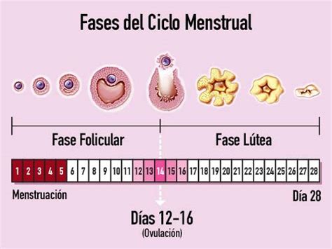 Fases Del Ciclo Menstrual