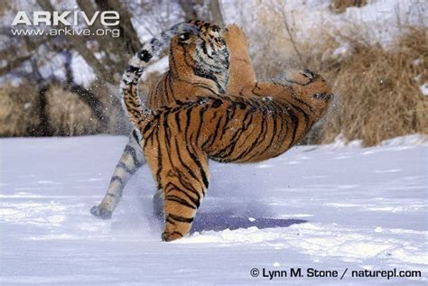 Captive Siberian Tigers Play Fighting Tiger Siberian Tiger Wild Cats