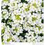 Pretty White Flowers Blooming Stock Photo  Image 19620850