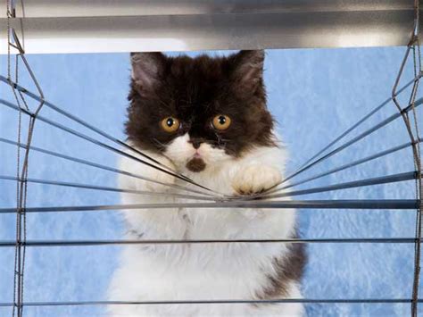 At the very least, the blinds or drapery rod will come first, it's important to understand that regardless of how unwanted the behavior is, it serves a. 11 Tips for Cat-Proofing Your Home this Fall - Catster