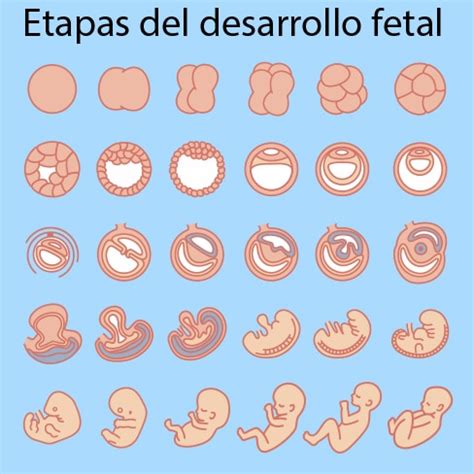 Top Imagen Desarrollo Embrionario Dibujos Thptnganamst Edu Vn