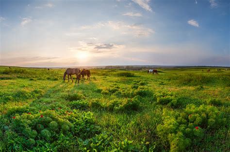 Ukrainian Steppe Nature Reserve Nature Reserve Fund Of Ukraine