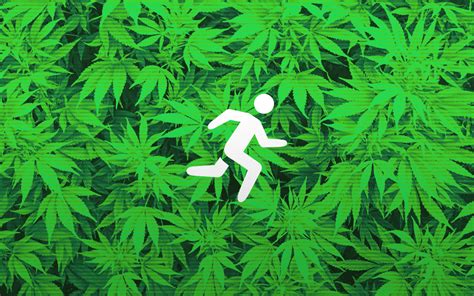 Marijuana, or marihuana, is a name for the cannabis plant and more specifically a drug preparation from it. ¿Cómo burlan los atletas las pruebas de consumo de ...