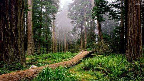 Redwood Forest Wallpaper ·① Wallpapertag