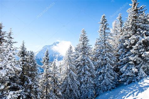 Los Pinos Nevados En El Paisaje Invernal 2024