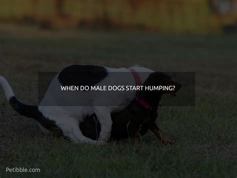 How Old Do Male Dogs Start To Hump