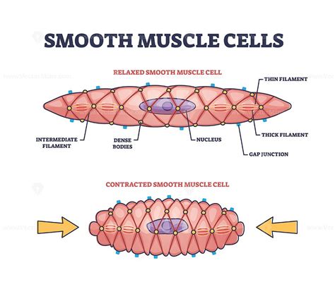 Smooth Muscle Cells Anatomical Structure Description Outline Diagram
