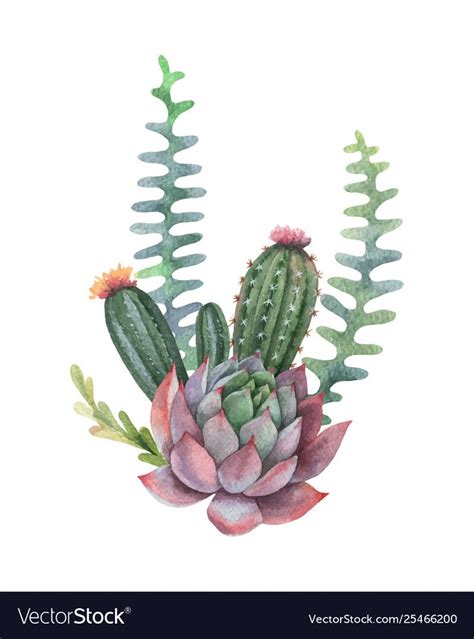 Watercolor Bouquet Cacti And Succulent Royalty Free Vector Watercolor