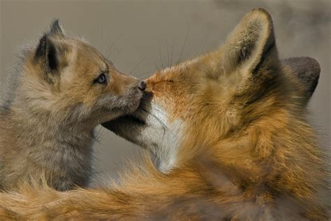 Mother And Baby Fox