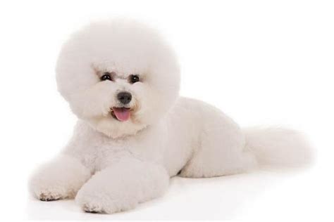 Dog Bichon Frise Traits And Pictures