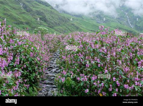 Valley Of Flowers National Park Is An Indian National Park Located In
