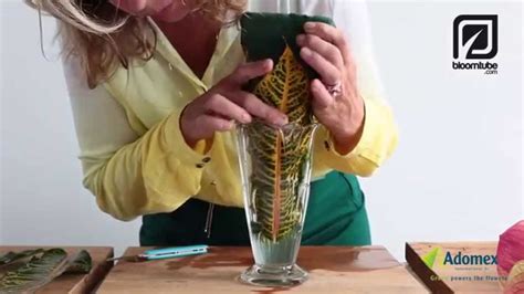 Croton Arrangement By Dorien Van Den Berg Youtube
