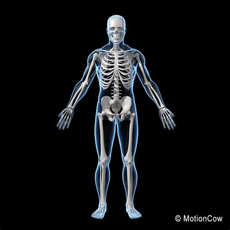 The axial skeleton contains all the bones in the trunk of your hey there, timothy, thanks for sharing your comment about the number of bones in the human body! Human Skeleton - MotionCow