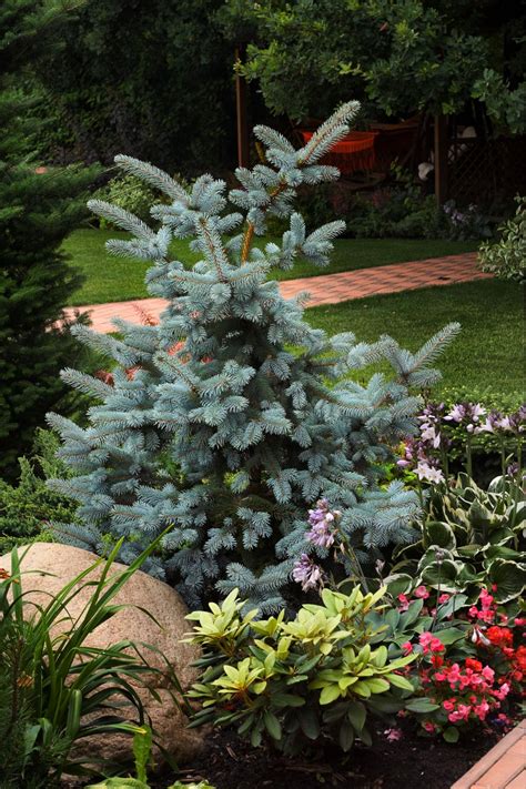 How To Plant And Grow A Colorado Blue Spruce Tree Hgtv