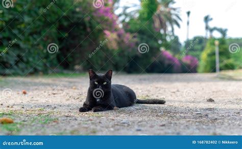 Black Cat Looks At Camera Stock Photo Image Of Animal 168782402