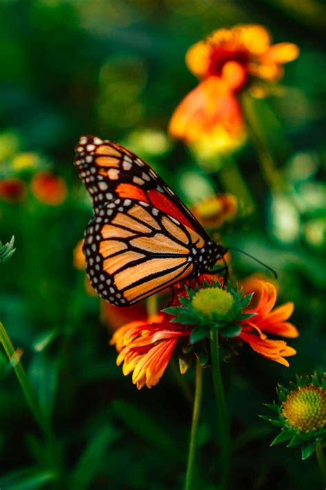 download butterfly on flower pictures 1200 x 1800