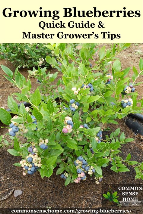 How To Grow Blueberries From Seed Uk