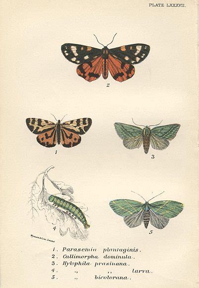 Old And Antique Prints And Maps Various Butterflies 1897 Insects