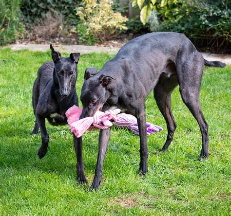 Many greyhounds around the country are rescued from dog racetracks , and many greyhounds around the country are rescued from dog racetracks, and now all they want to do is love you a lot. Greyhounds as pets | Hector's Greyhound Rescue