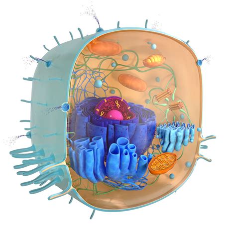 Living Cell 3d Model Cgtrader
