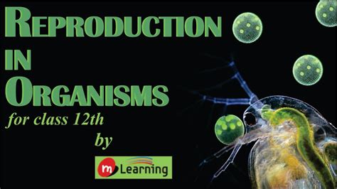 Reproduction In Organisms 01 For Class 12th And Aipmt Youtube